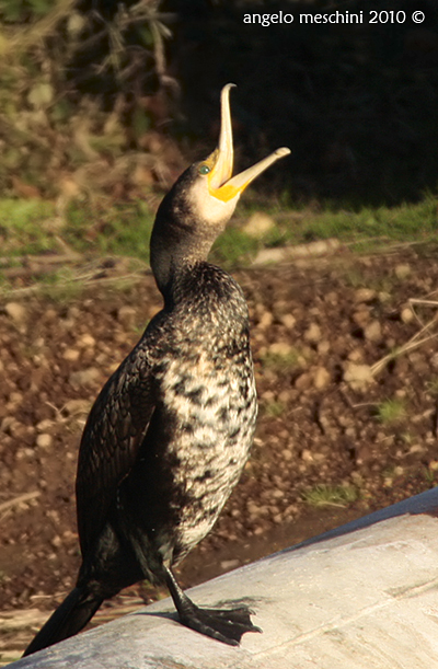 Cormorano, ma che noia!